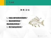 人教版（2024版）七年级生物上册课件 2.2.2  脊椎动物  一、鱼