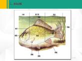 人教版（2024版）七年级生物上册课件 2.2.2  脊椎动物  一、鱼