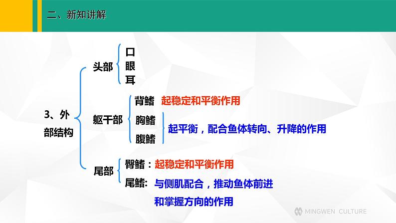 人教版（2024版）七年级生物上册课件 2.2.2  脊椎动物  一、鱼06