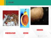 人教版（2024版）七年级生物上册课件 2.3.1  微生物的分布