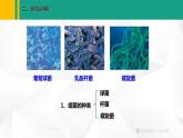 人教版（2024版）七年级生物上册课件 2.3.2  细菌