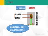 人教版（2024版）七年级生物上册课件 2.3.4  病毒