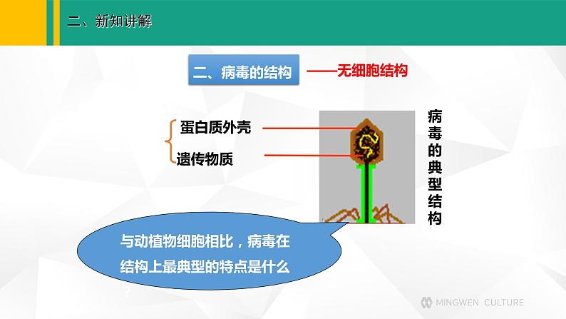 人教版（2024版）七年级生物上册课件 2.3.4  病毒05