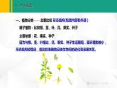 人教版（2024版）七年级生物上册课件 2.4.1   尝试对生物进行分类