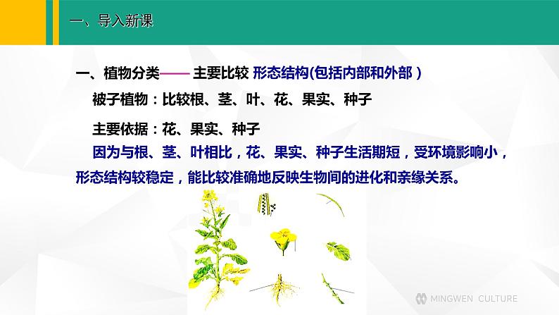 人教版（2024版）七年级生物上册课件 2.4.1   尝试对生物进行分类02