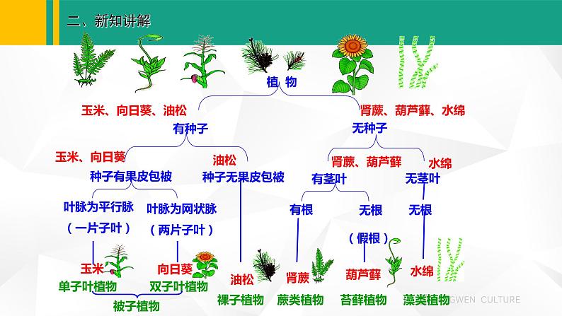 人教版（2024版）七年级生物上册课件 2.4.1   尝试对生物进行分类03