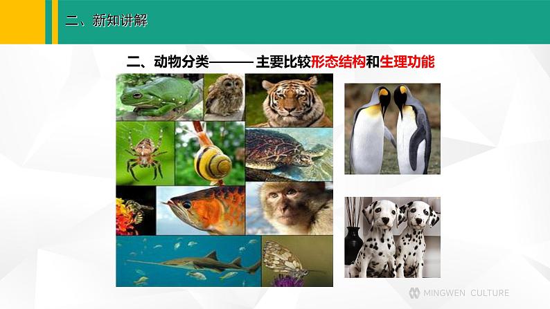 人教版（2024版）七年级生物上册课件 2.4.1   尝试对生物进行分类04