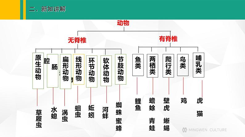 人教版（2024版）七年级生物上册课件 2.4.1   尝试对生物进行分类05