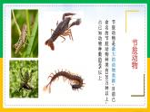 人教版八年级生物上册课件 5.1.3 软体动物和节肢动物 第2课时