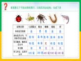 人教版八年级生物上册课件 5.1.3 软体动物和节肢动物 第2课时