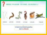 人教版八年级生物上册课件 5.1.4 鱼