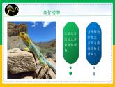 人教版八年级生物上册课件 5.1.5 两栖动物和爬行动物 第2课时