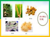 人教版八年级生物上册课件 5.4.1 细菌和真菌的分布