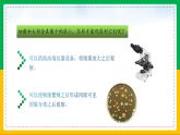 人教版八年级生物上册课件 5.4.1 细菌和真菌的分布