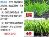 人教版生物七年级上册 1.1.1 观察周边环境中的生物 同步课件
