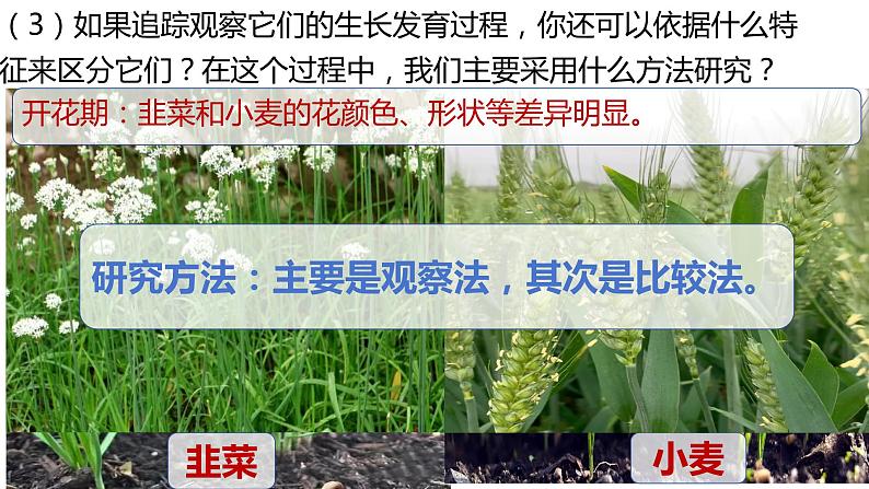 人教版生物七年级上册 1.1.1 观察周边环境中的生物 同步课件03