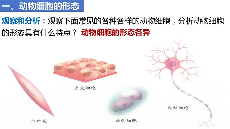 人教版生物七年级上册 1.2.3 动物细胞 同步课件03