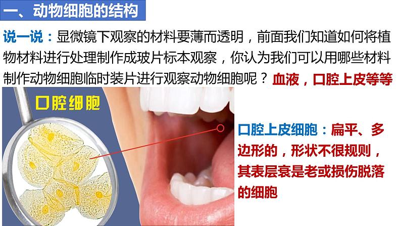 人教版生物七年级上册 1.2.3 动物细胞 同步课件04