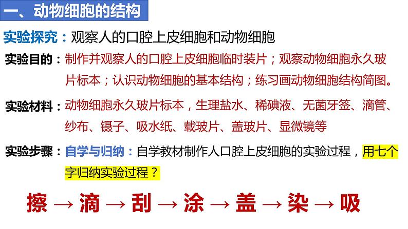 人教版生物七年级上册 1.2.3 动物细胞 同步课件05