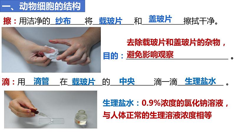 人教版生物七年级上册 1.2.3 动物细胞 同步课件06