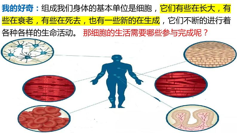 人教版生物七年级上册 1.2.4 细胞的生活 同步课件02