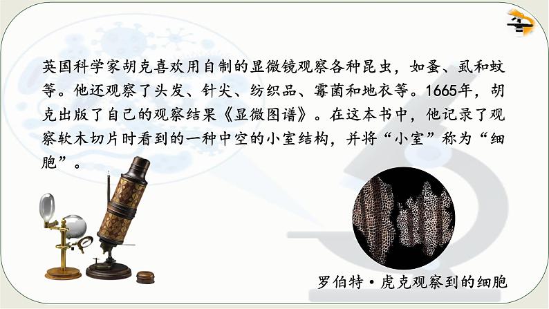 人教版生物七年级上册 1.2.1 学习使用显微镜 同步课件 (2)03