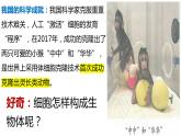 人教版生物七年级上册 1.3.1 细胞通过分裂产生新细胞 同步课件