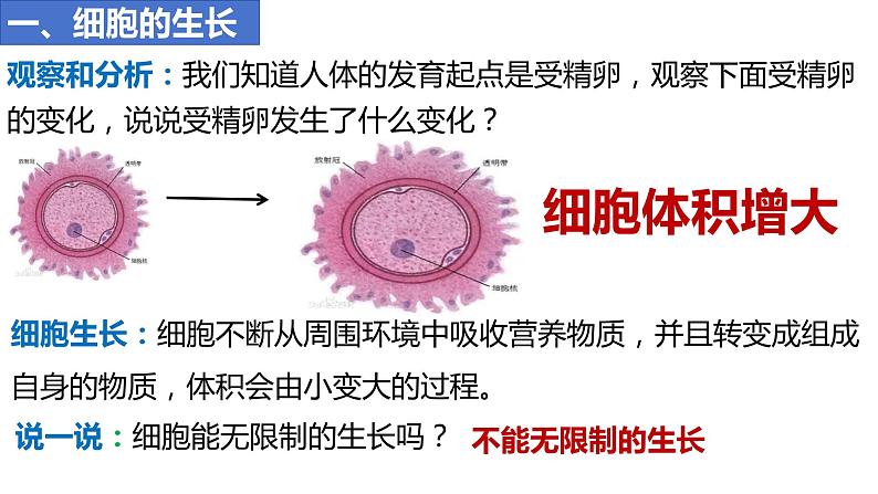 人教版生物七年级上册 1.3.1 细胞通过分裂产生新细胞 同步课件03