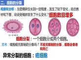 人教版生物七年级上册 1.3.1 细胞通过分裂产生新细胞 同步课件