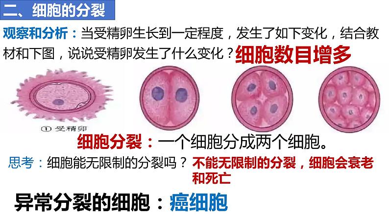 人教版生物七年级上册 1.3.1 细胞通过分裂产生新细胞 同步课件04