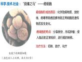 人教版生物七年级上册 1.3.1 细胞通过分裂产生新细胞 同步课件