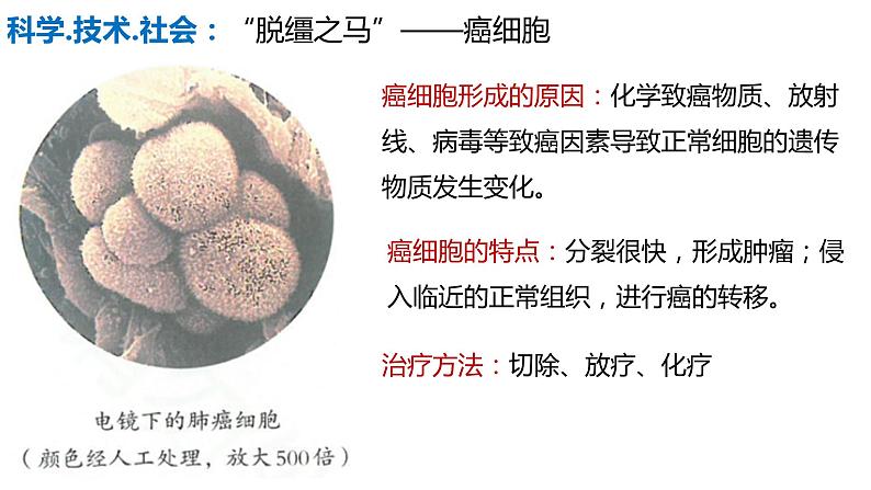 人教版生物七年级上册 1.3.1 细胞通过分裂产生新细胞 同步课件05