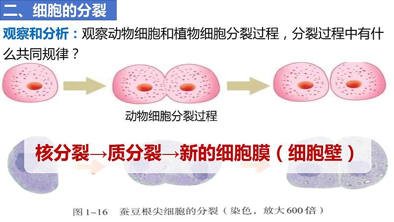 人教版生物七年级上册 1.3.1 细胞通过分裂产生新细胞 同步课件06