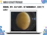 人教版生物七年级上册 1.3.2  动物体的结构层次 同步课件