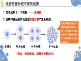 人教版生物七年级上册 1.3.2  动物体的结构层次 同步课件