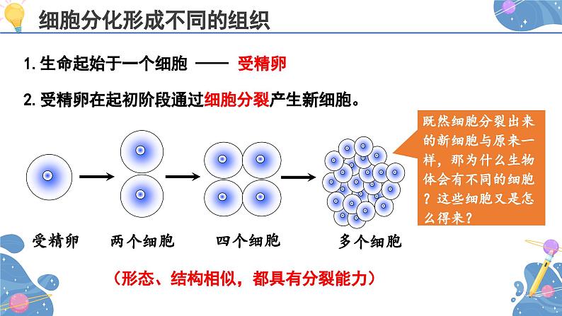 人教版生物七年级上册 1.3.2  动物体的结构层次 同步课件05