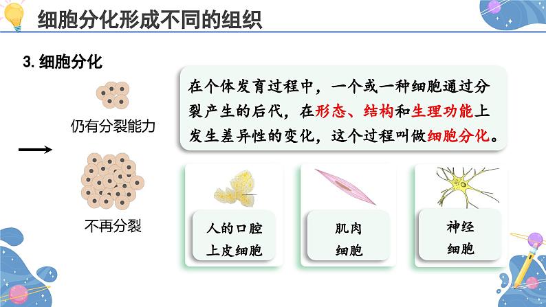 人教版生物七年级上册 1.3.2  动物体的结构层次 同步课件06