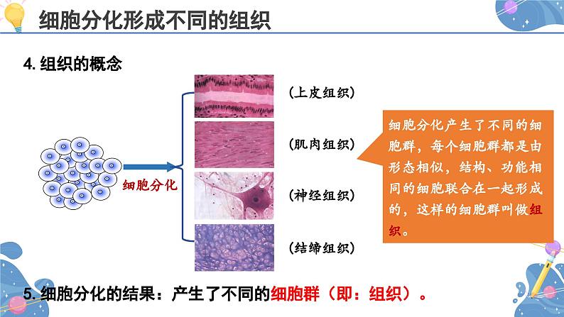 人教版生物七年级上册 1.3.2  动物体的结构层次 同步课件07