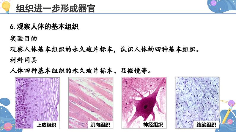 人教版生物七年级上册 1.3.2  动物体的结构层次 同步课件08