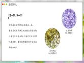 人教版生物七年级上册 1.3.3  植物体的结构层次 同步课件