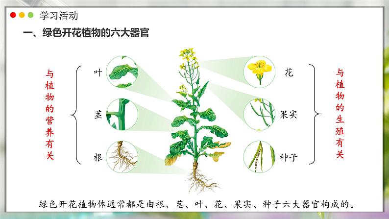 人教版生物七年级上册 1.3.3  植物体的结构层次 同步课件04