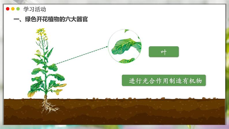 人教版生物七年级上册 1.3.3  植物体的结构层次 同步课件05