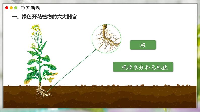 人教版生物七年级上册 1.3.3  植物体的结构层次 同步课件07