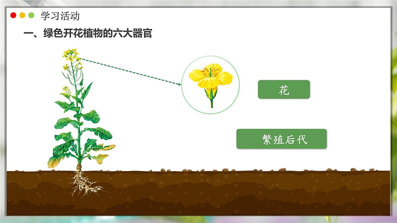 人教版生物七年级上册 1.3.3  植物体的结构层次 同步课件08