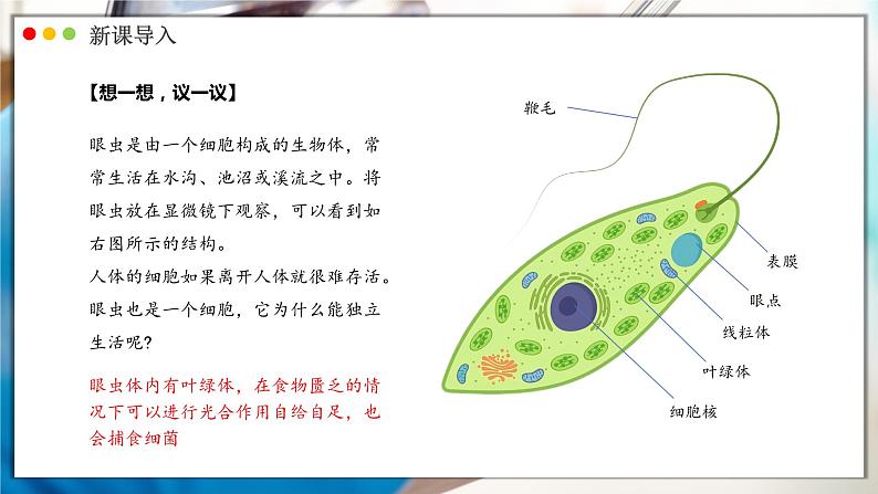 人教版生物七年级上册 1.3.4  单细胞生物 同步课件第3页