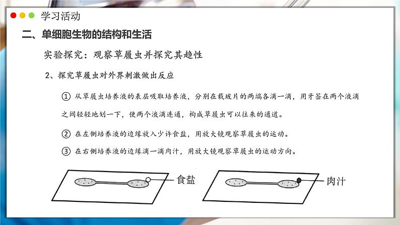 人教版生物七年级上册 1.3.4  单细胞生物 同步课件第8页