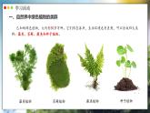 人教版生物七年级上册 2.1.1  藻类、苔藓和蕨类植物 同步课件