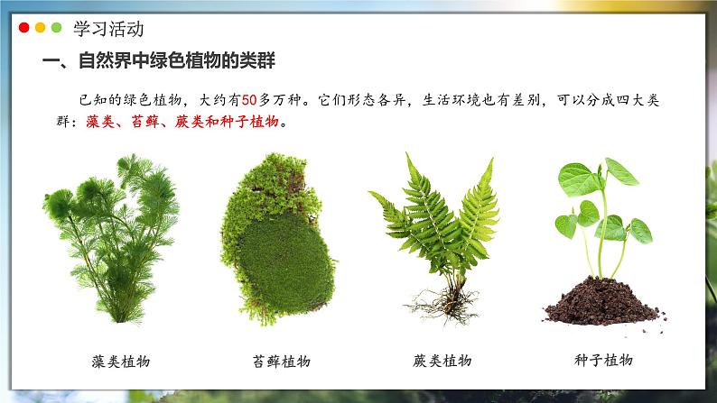 人教版生物七年级上册 2.1.1  藻类、苔藓和蕨类植物 同步课件04