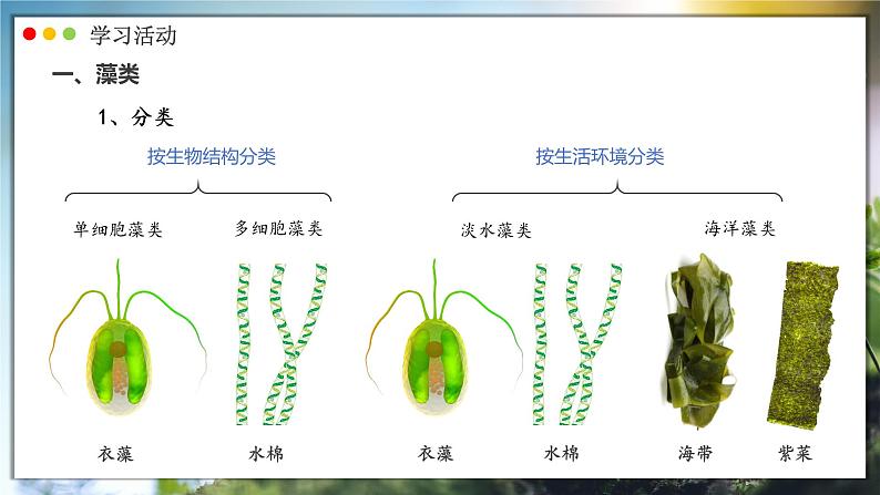 人教版生物七年级上册 2.1.1  藻类、苔藓和蕨类植物 同步课件05