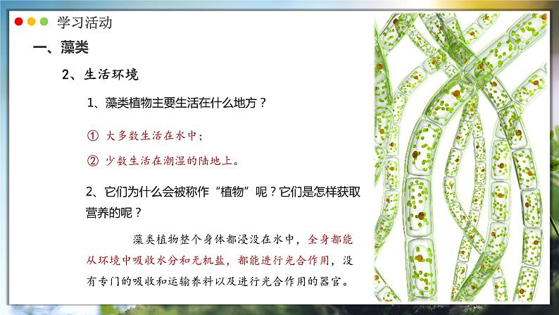 人教版生物七年级上册 2.1.1  藻类、苔藓和蕨类植物 同步课件06